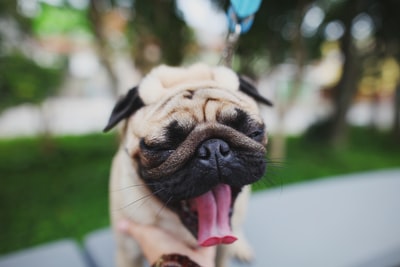 Contact the pug
